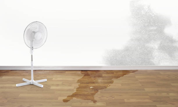 Best Professional water damage repair  in Broad Brook, CT